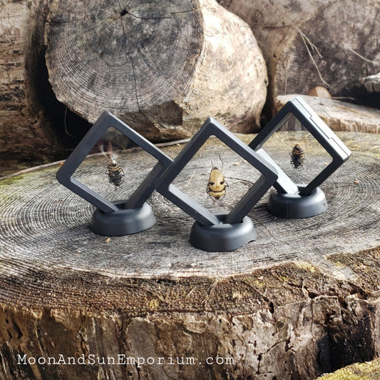 Skull Mask Framed Specimen