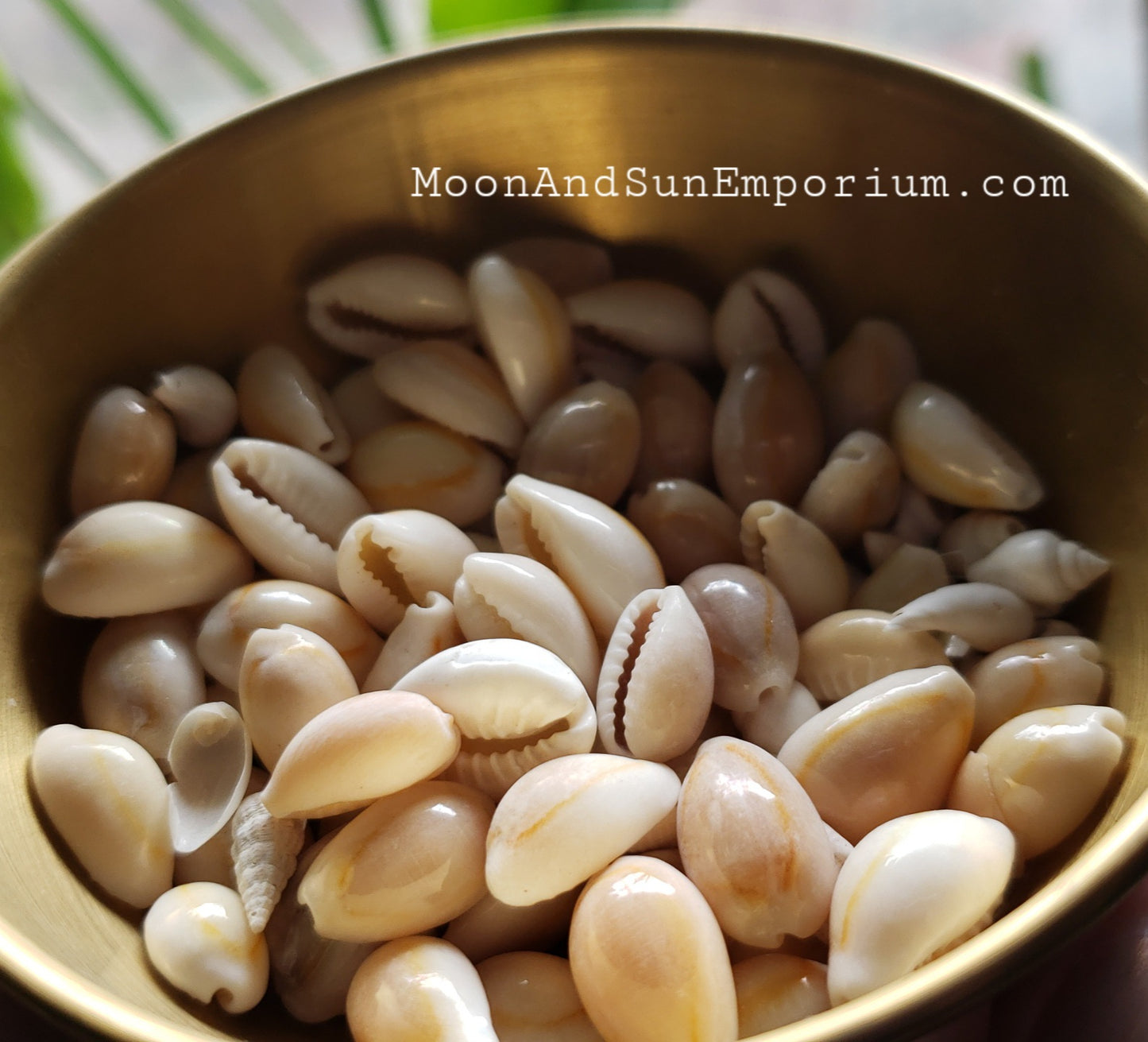 Cowrie Shells