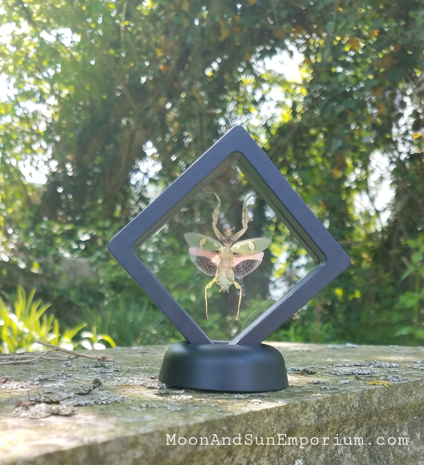 Flower Mantis Framed Specimen