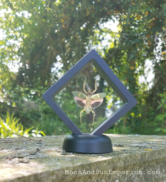 Flower Mantis Framed Specimen