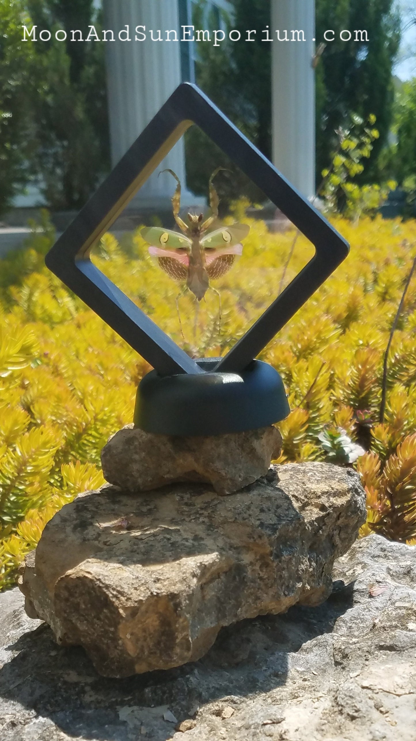 Flower Mantis Framed Specimen