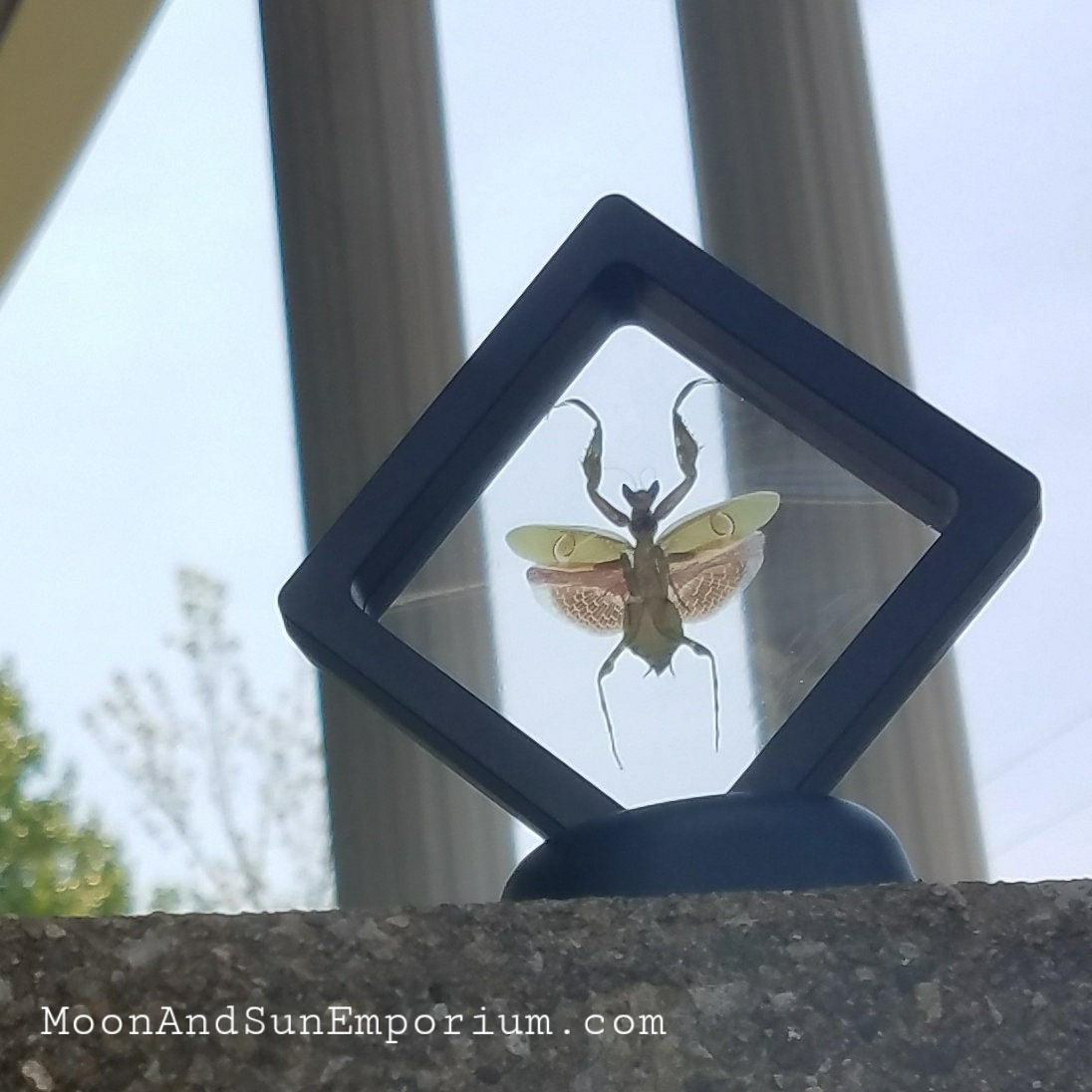 Flower Mantis Framed Specimen