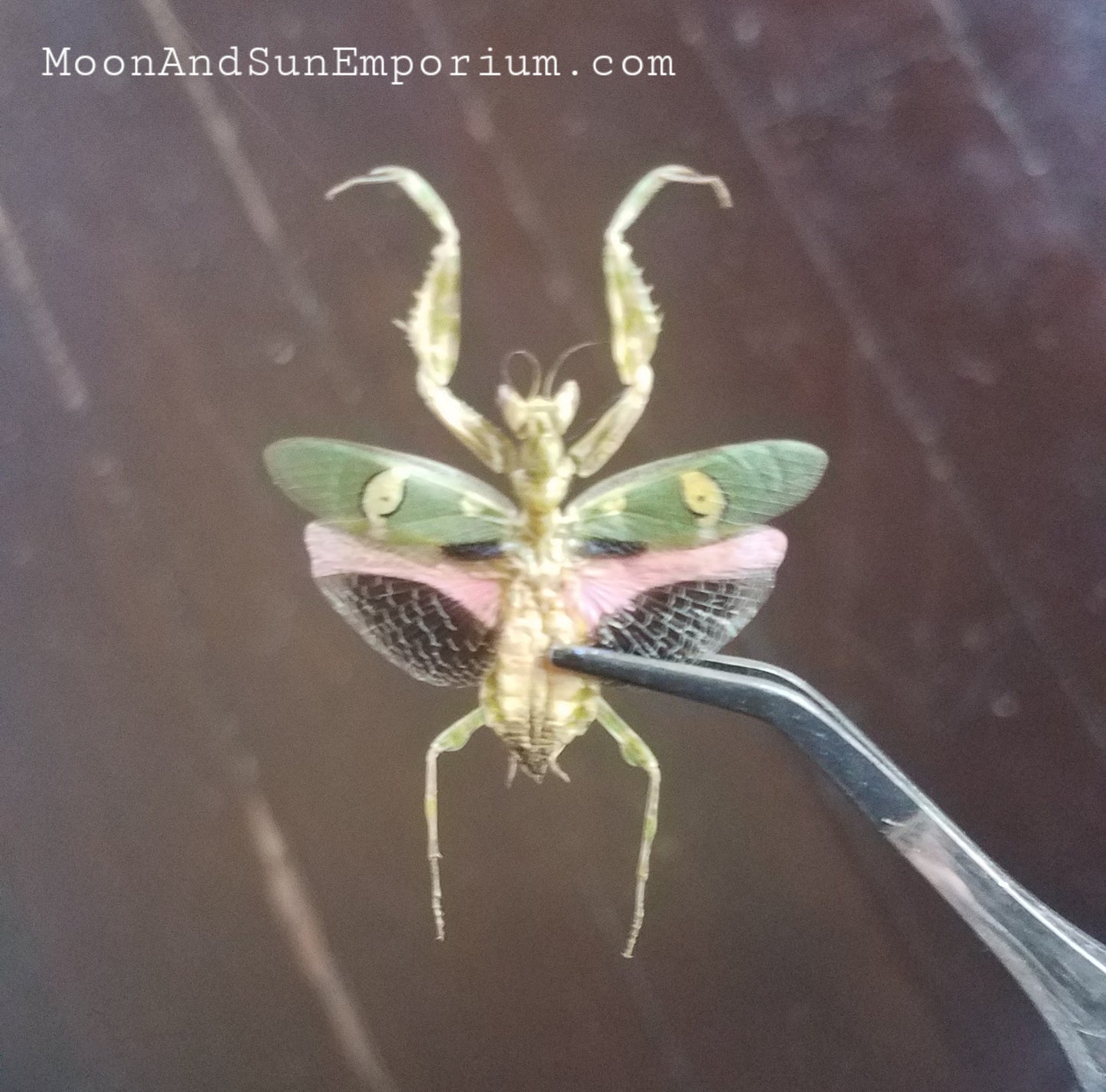 Flower Mantis Framed Specimen