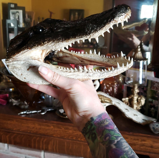 Alligator Head