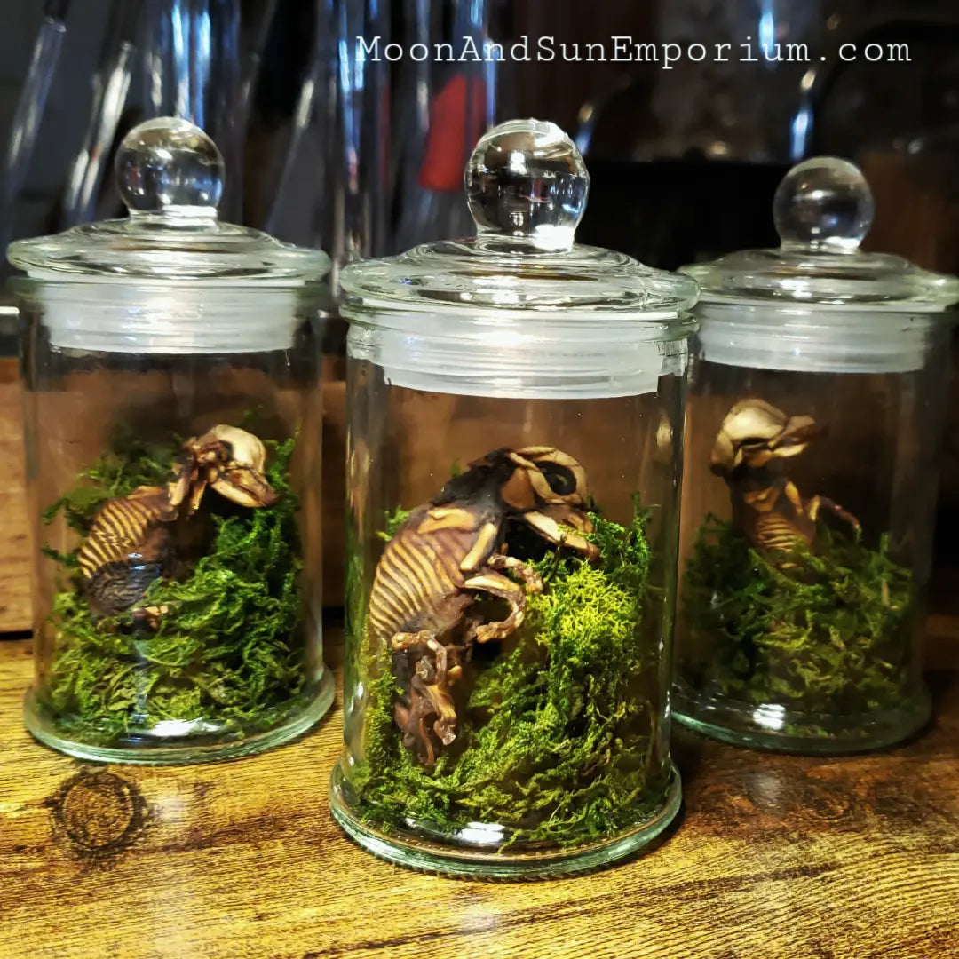 Mummified Fetal Pig Curio Jar Terrarium With Moss