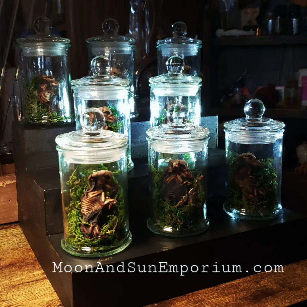 Mummified Fetal Pig Curio Jar Terrarium With Moss